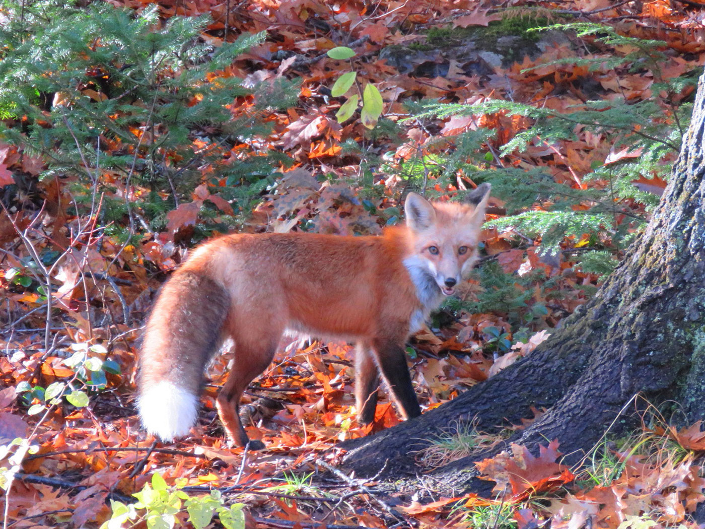 Young red fox in South China, Maine