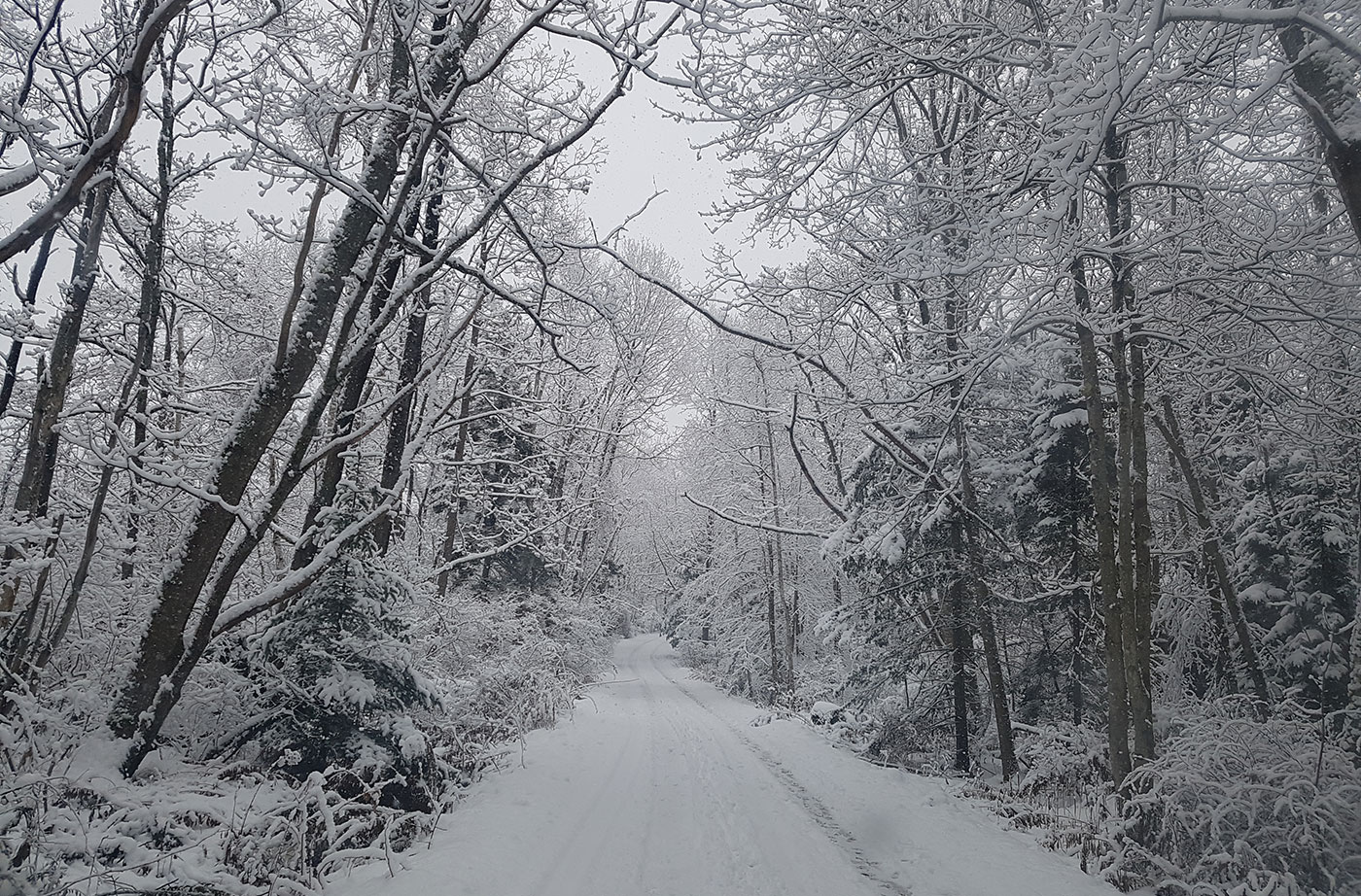 Harpswell by Cheryl Golek