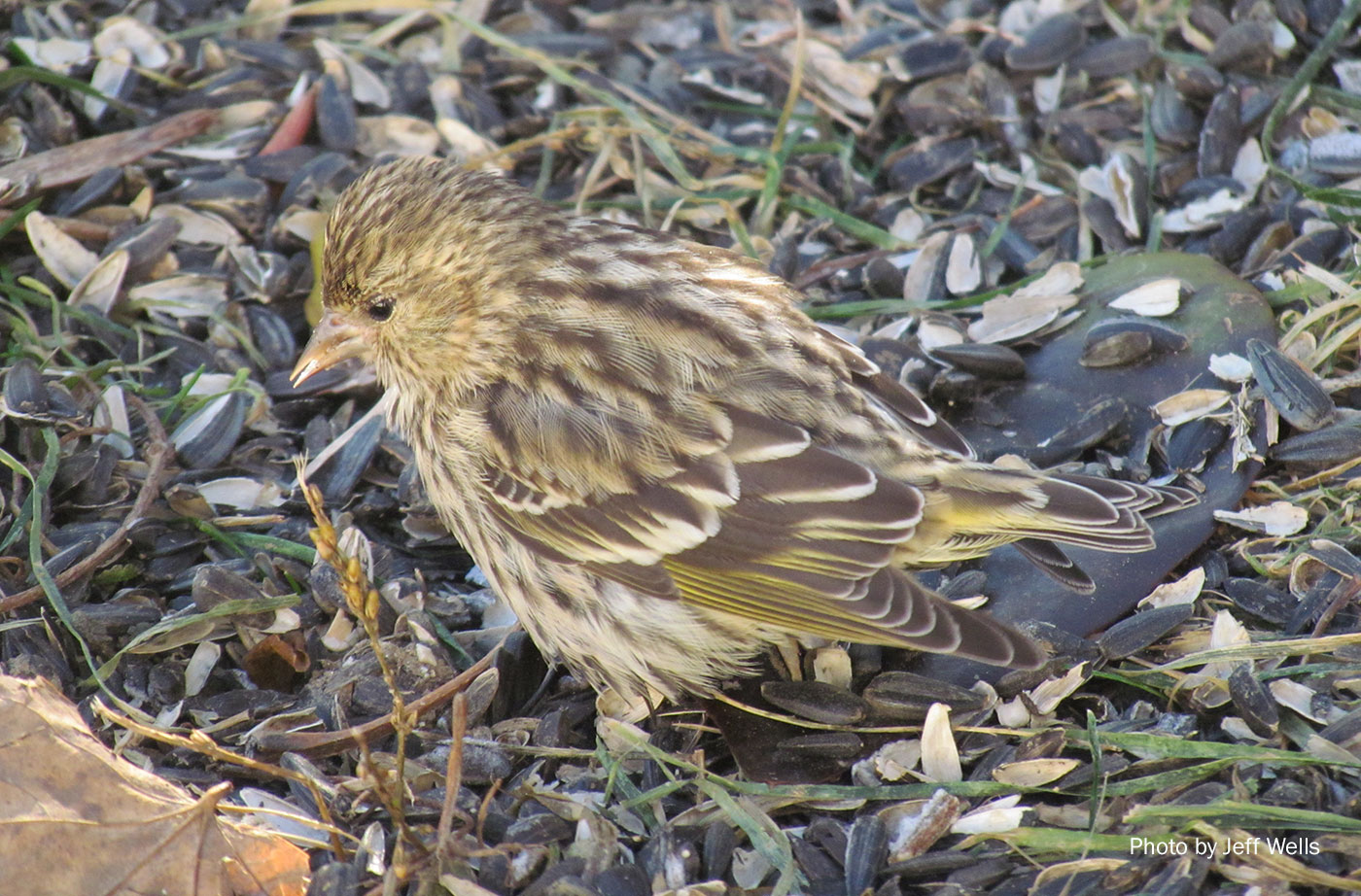 Pine Siskin by Jeff Wells