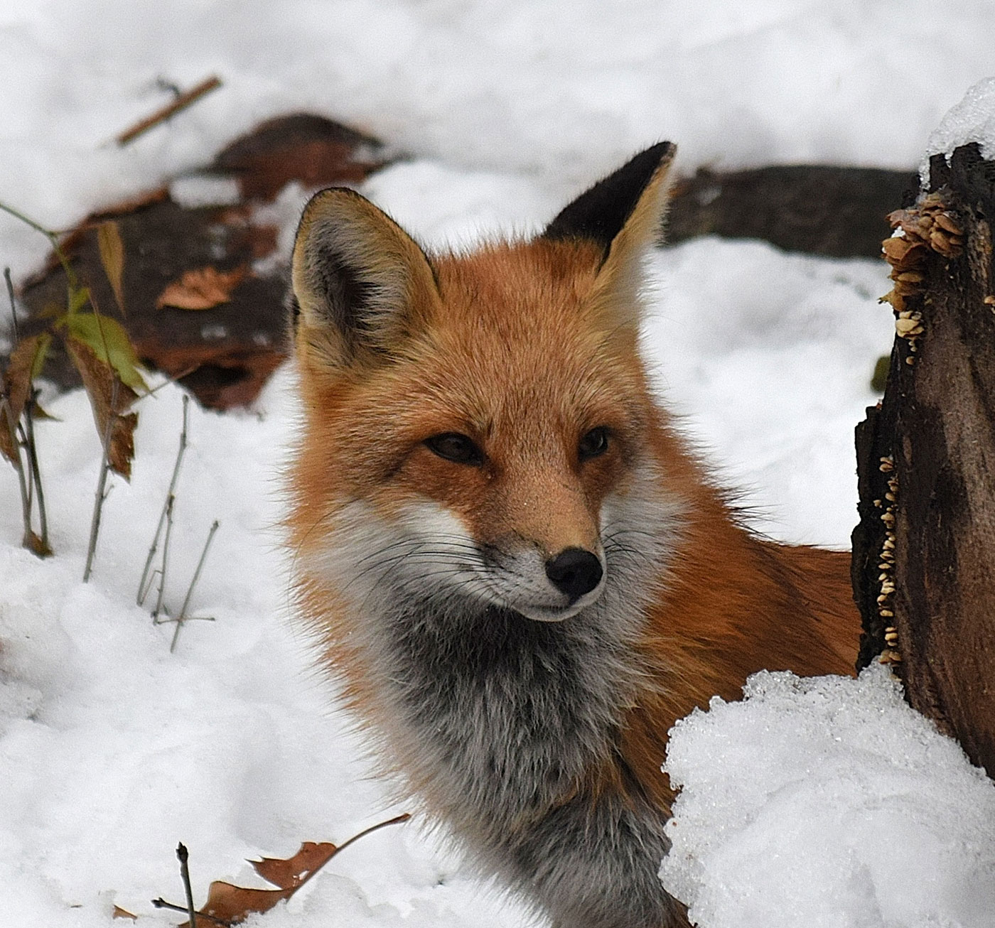 Hal Winters Red fox in South China