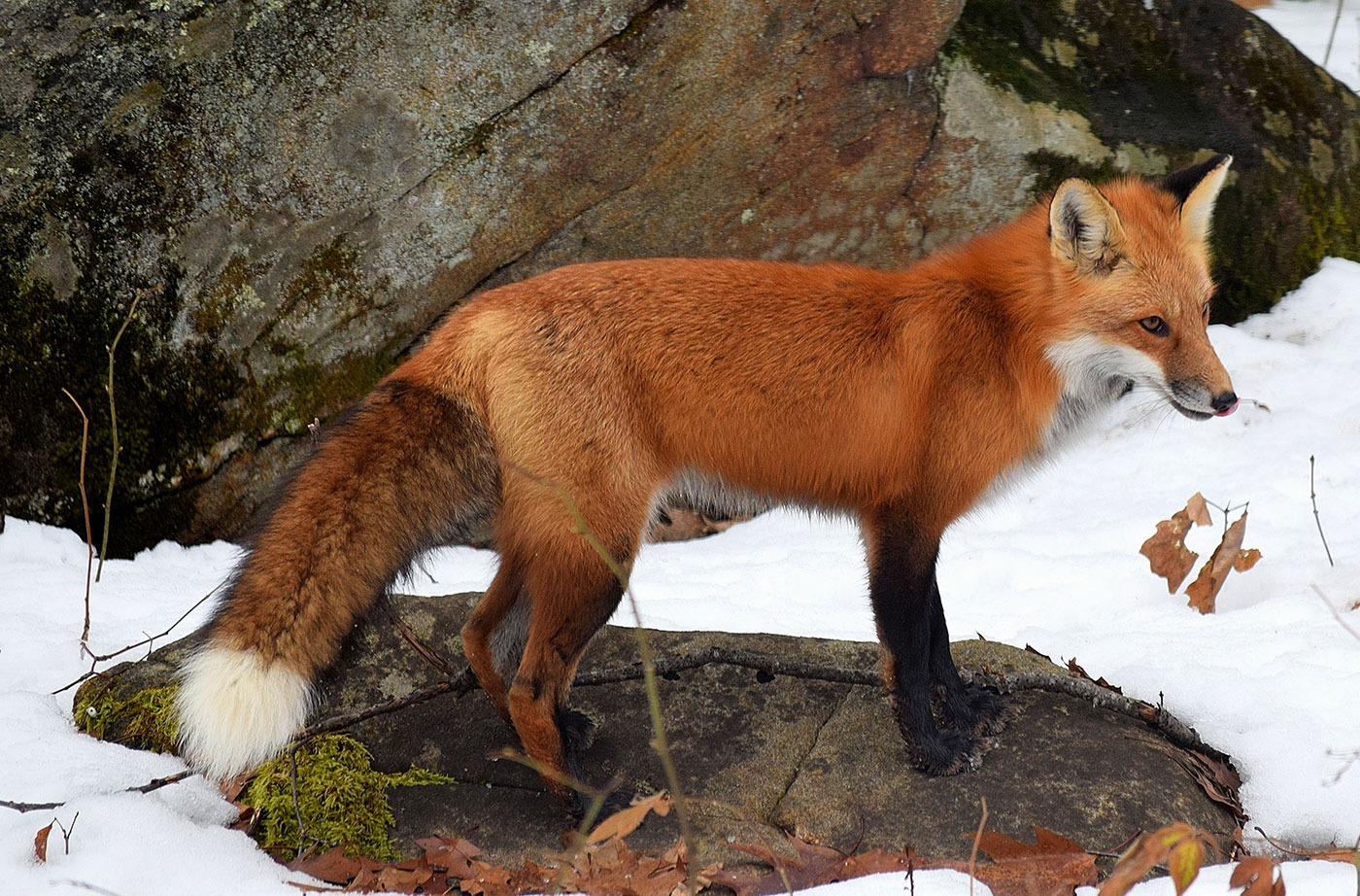 Creature Feature: Red Fox | Natural Resources Council of Maine