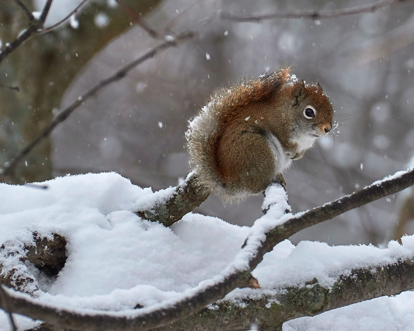 Red squirrel in Old Town by Pam Wells