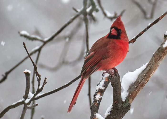 cardinal in Old Town, Pam Wells