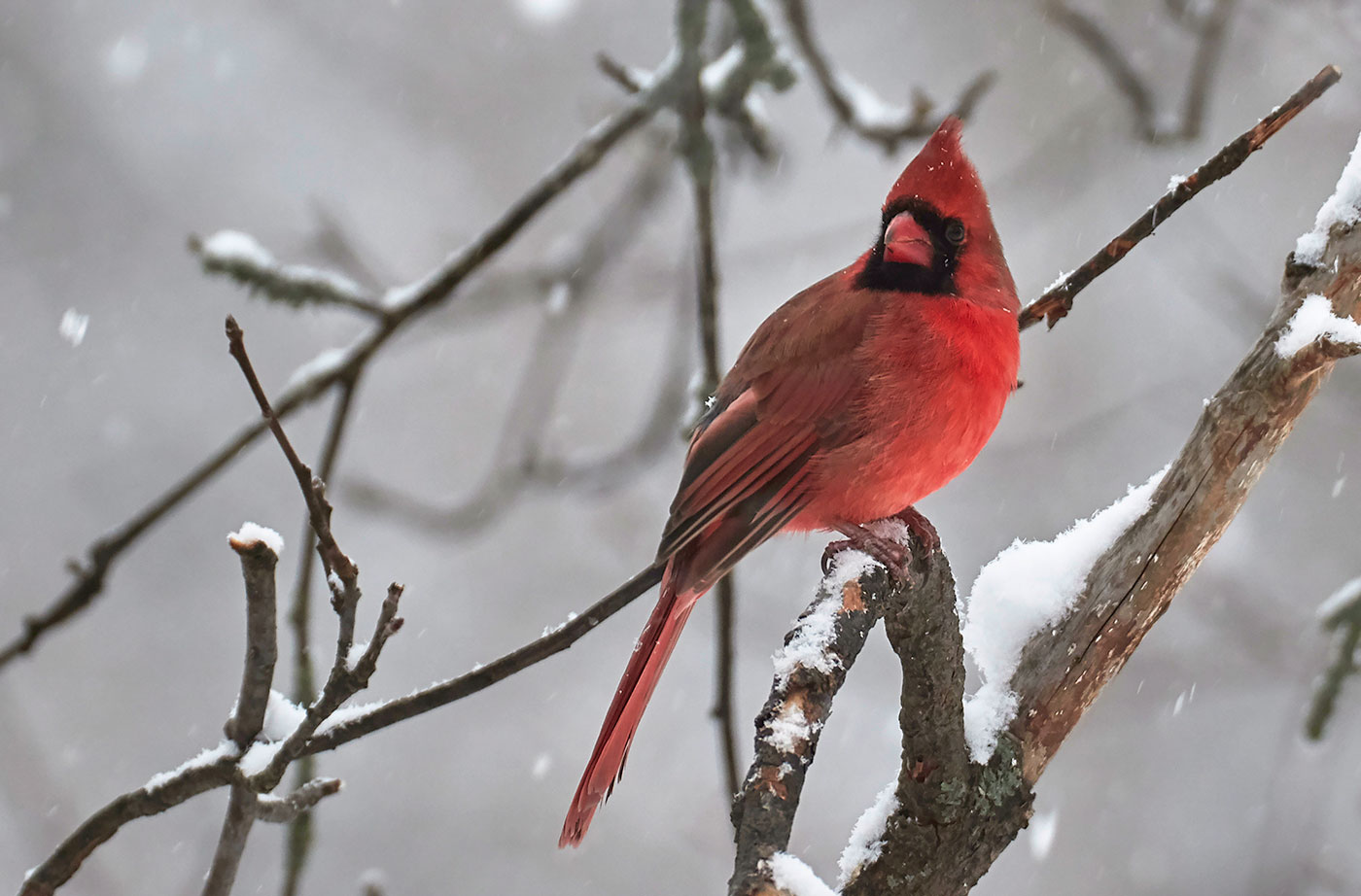 cardinal in Old Town, Pam Wells