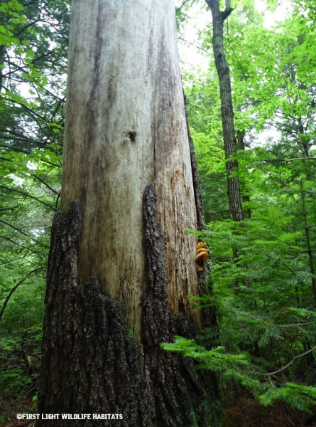 Dying tree. Photo by First Light Wildlife Habitats