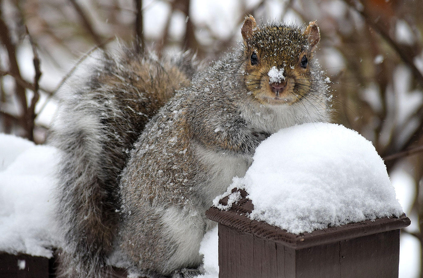 Grey squirrel South China Hal Winters