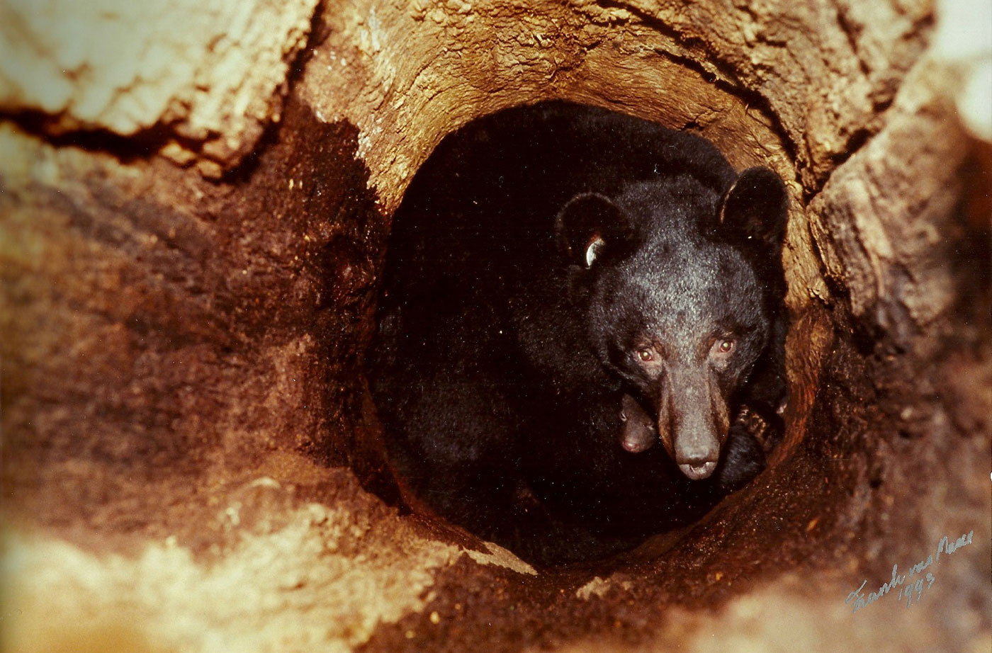 Hibernating bear photo by Frank T vanManen