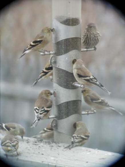 American Goldfinches and Pine Siskin birdfeeder