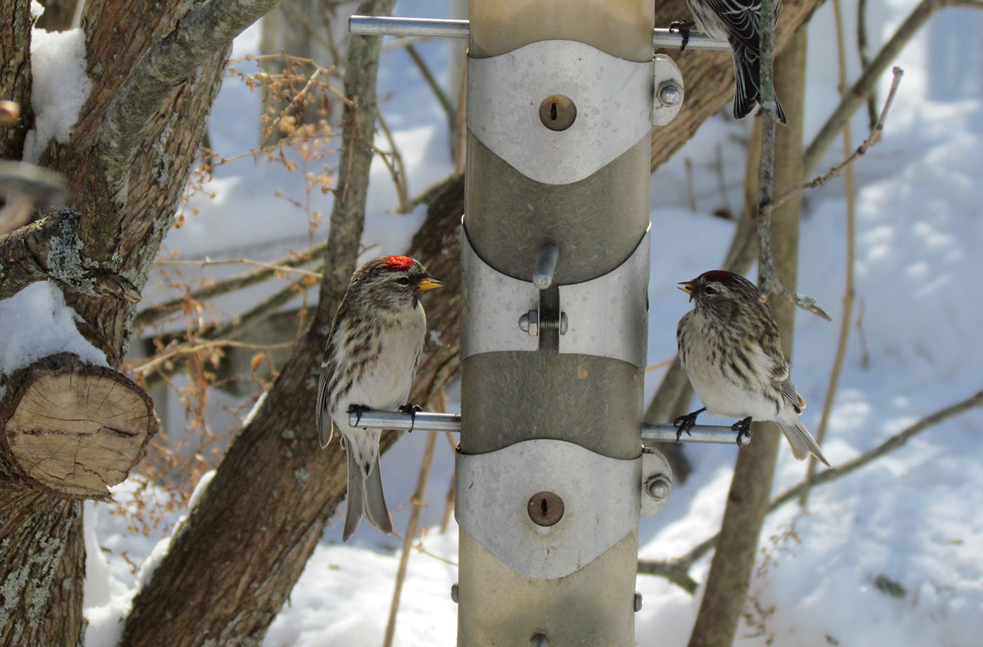 Red Polls at bird feeder