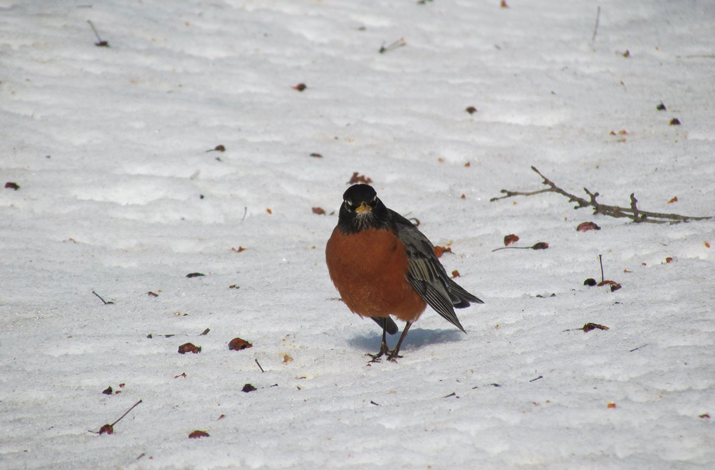 American Robin