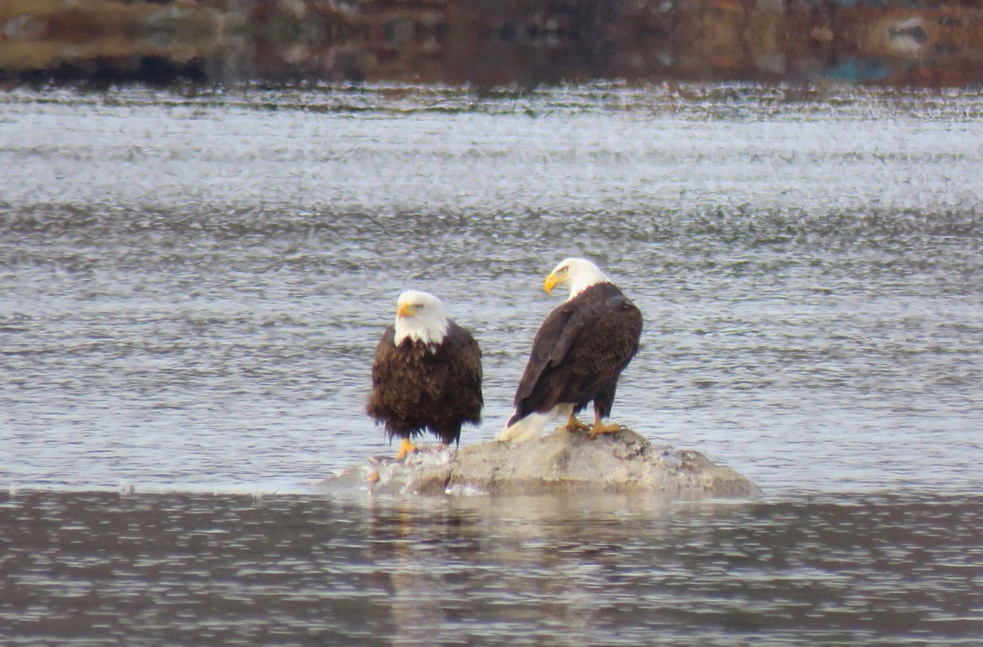 Bald Eagles on Togus Pond