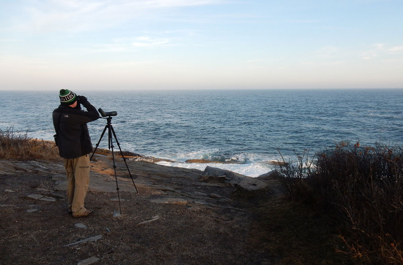 Birding at Pemaquid