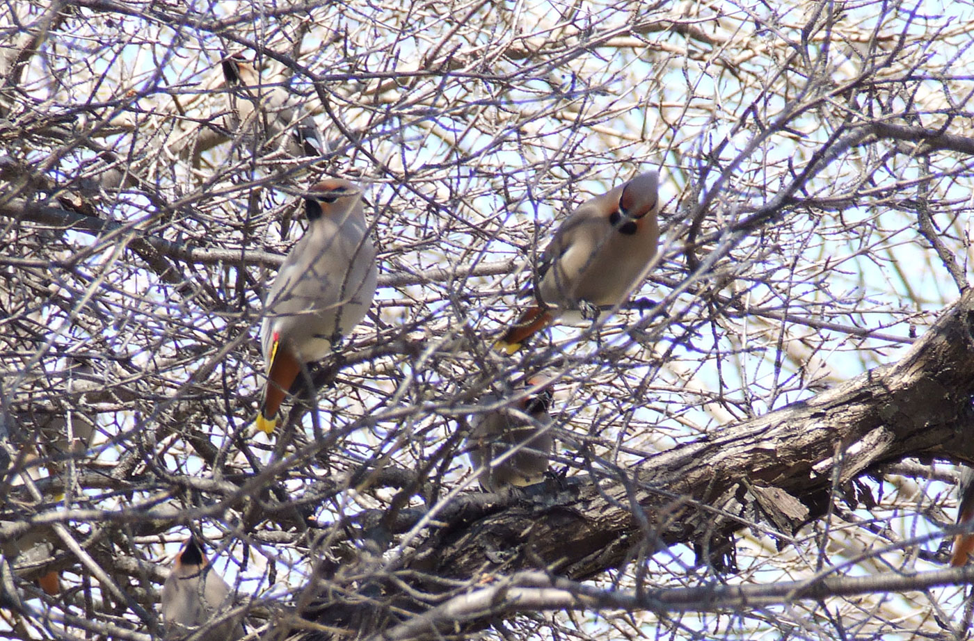 Bohemian Waxwings