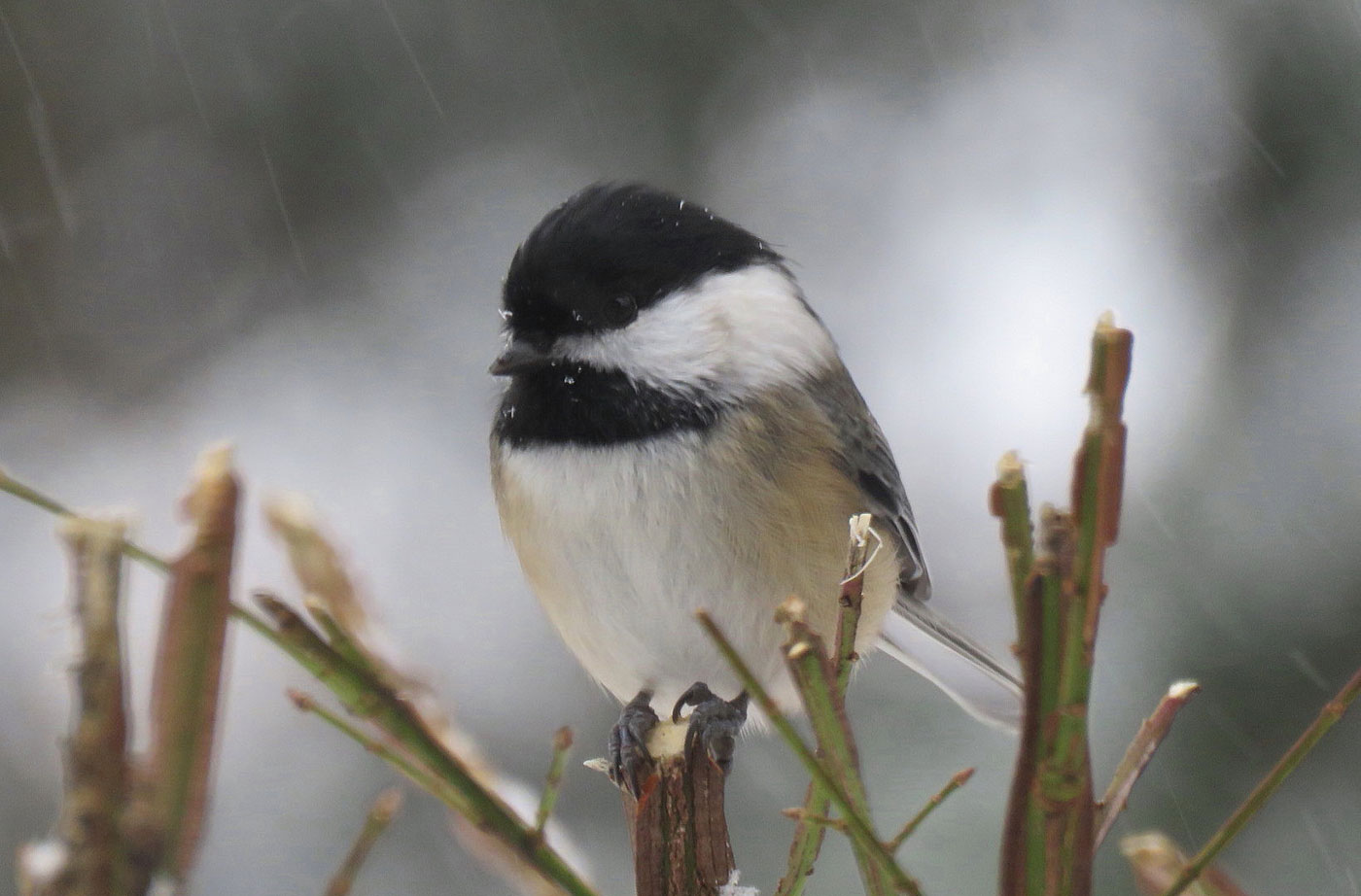 Black-capped Chickadee in South China, Maine