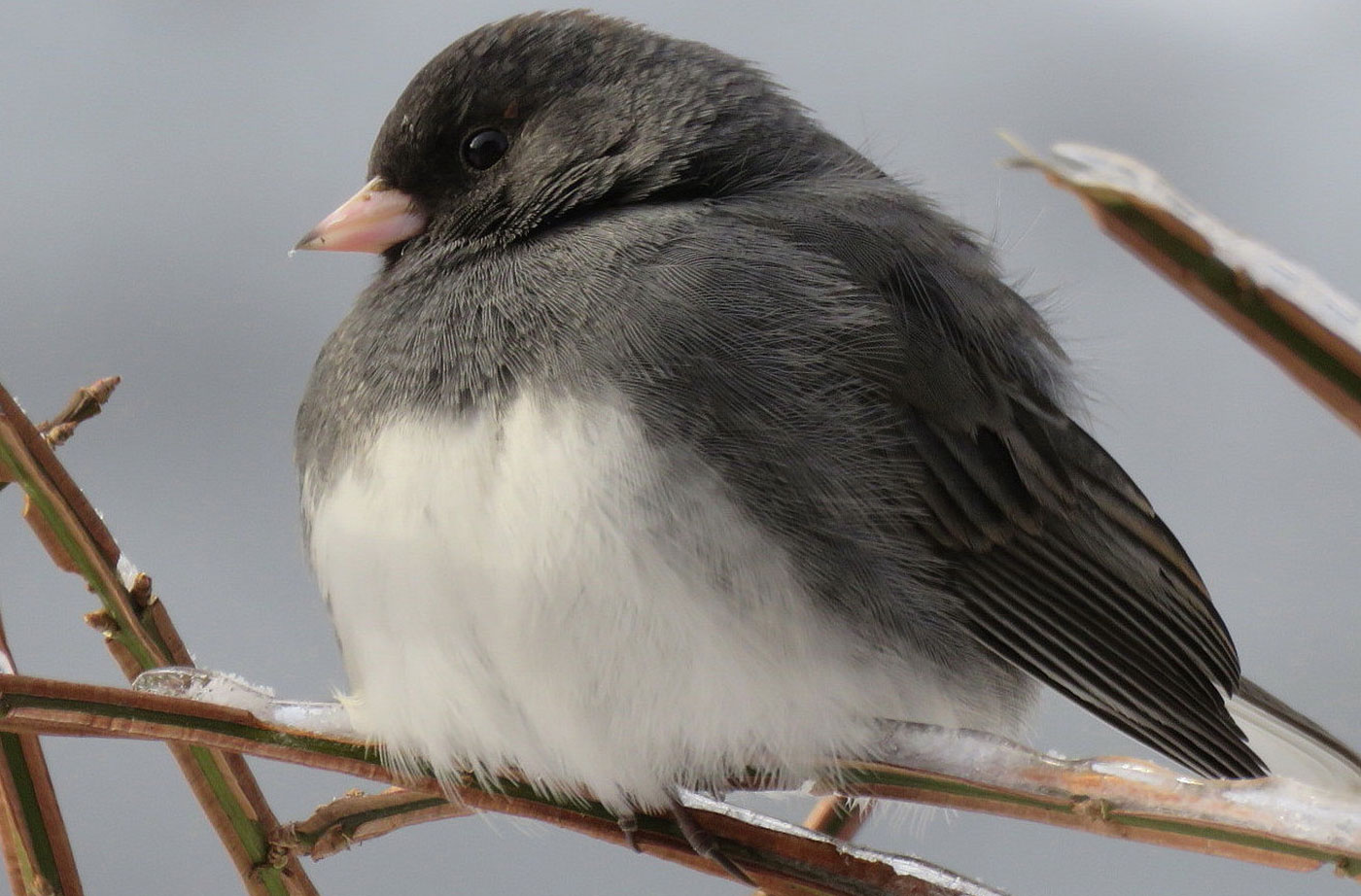 Dark-eyed Junco in South China, Maine