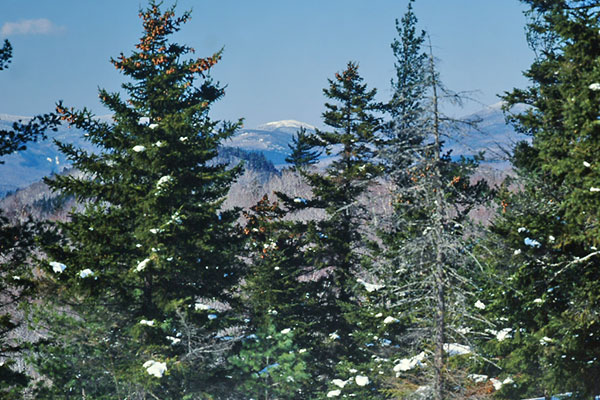 From-the-Roost,-Caribou,-Speckled-Mtn-Wilderness,-White-Mtn-NF,-Read-Brugger Caribou-Speckled