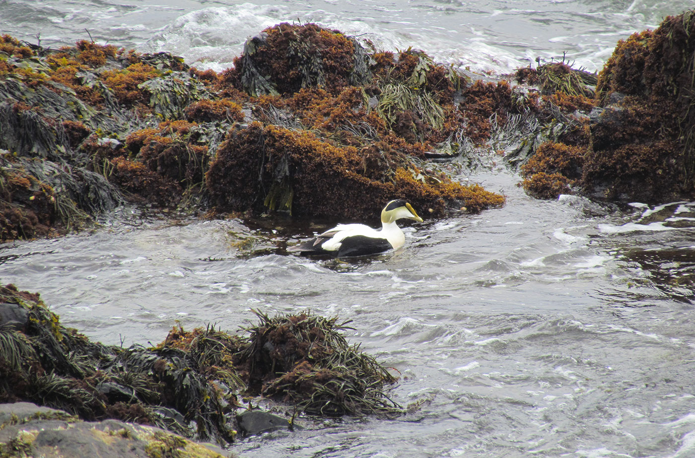 Male Common Eider