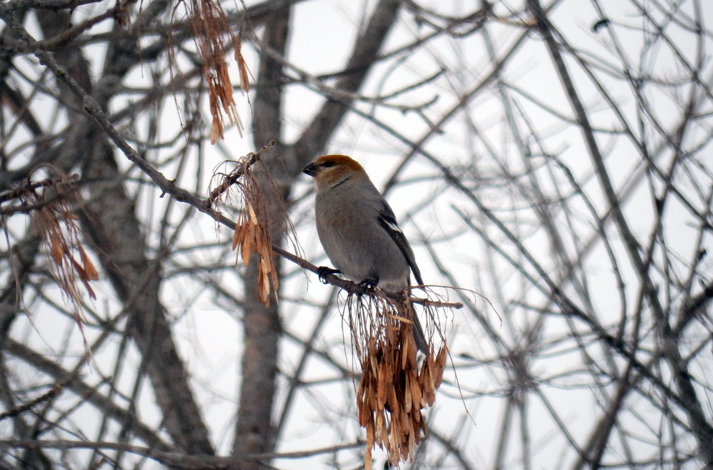 Pine Grosbeak Jeff Allison Wells