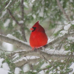 cardinal sitting in snow covered tree