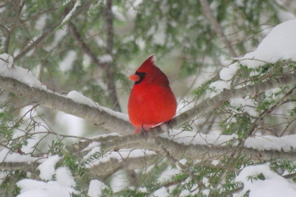 cardinal sitting in snow covered tree