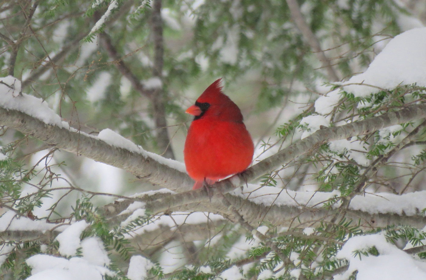 cardinal-South-China-in-winter-Jayne-Winters