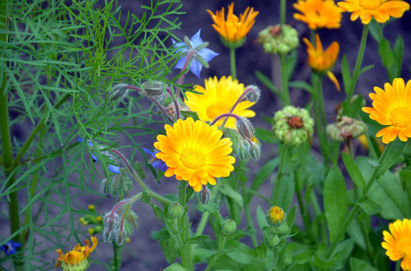 Calendula & Borage