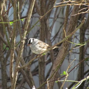 White-crowned Sparrow