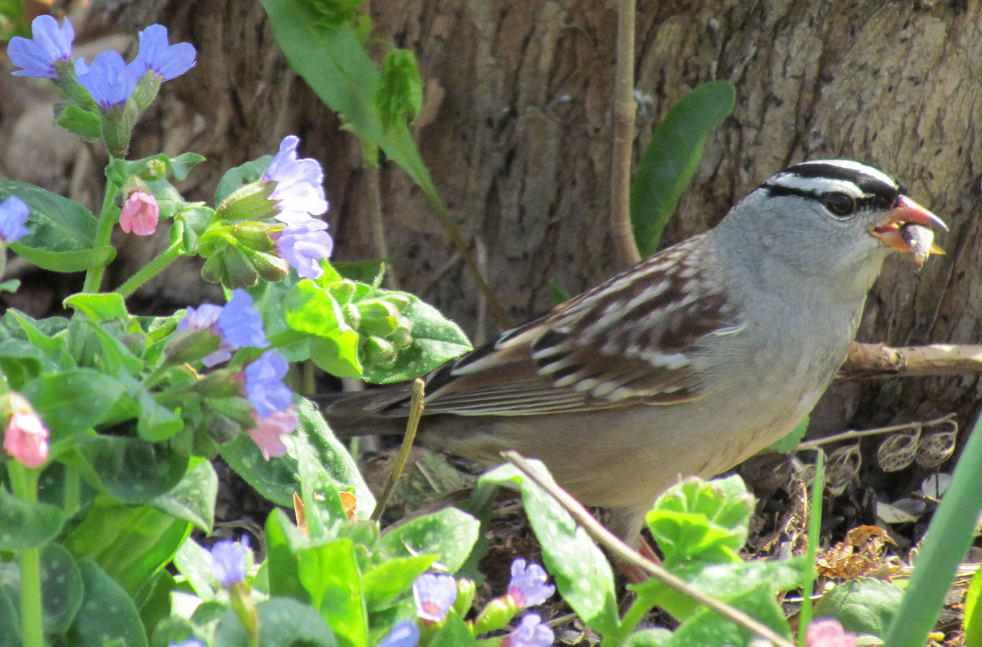 White-crowned Sparrow