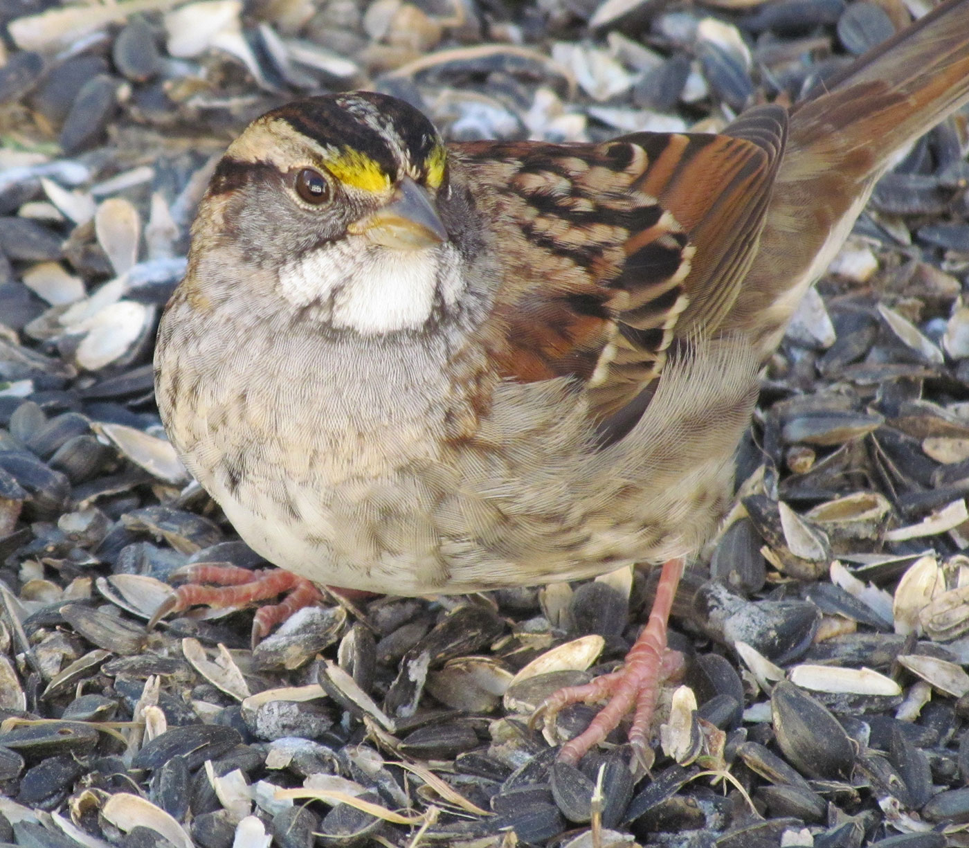 White-throated Sparrow