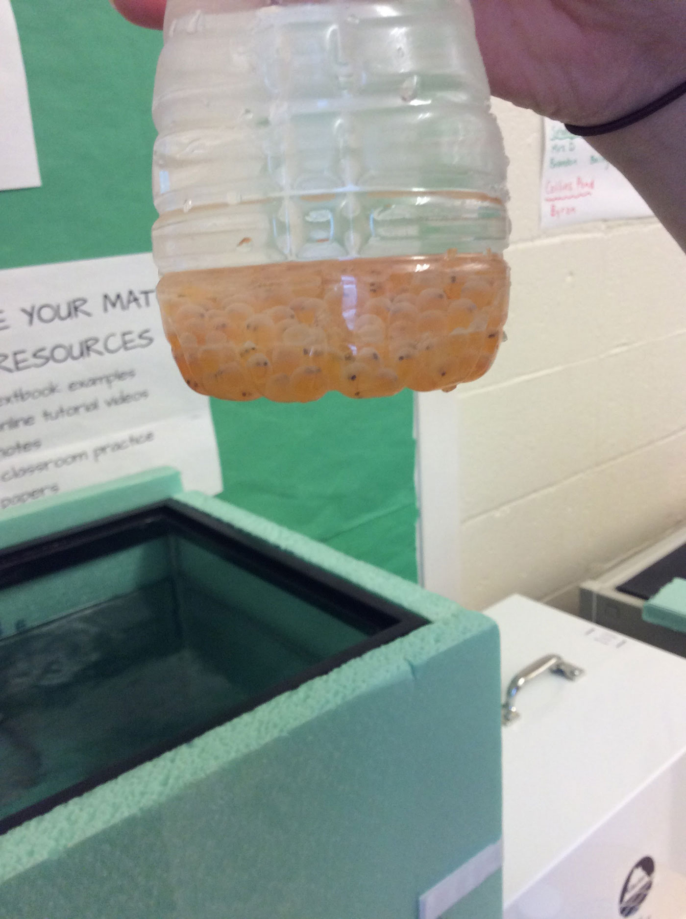 Windham Middle School brook trout eggs