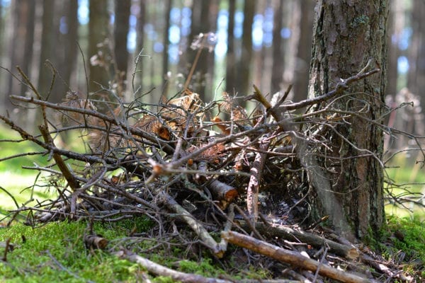 brush pile