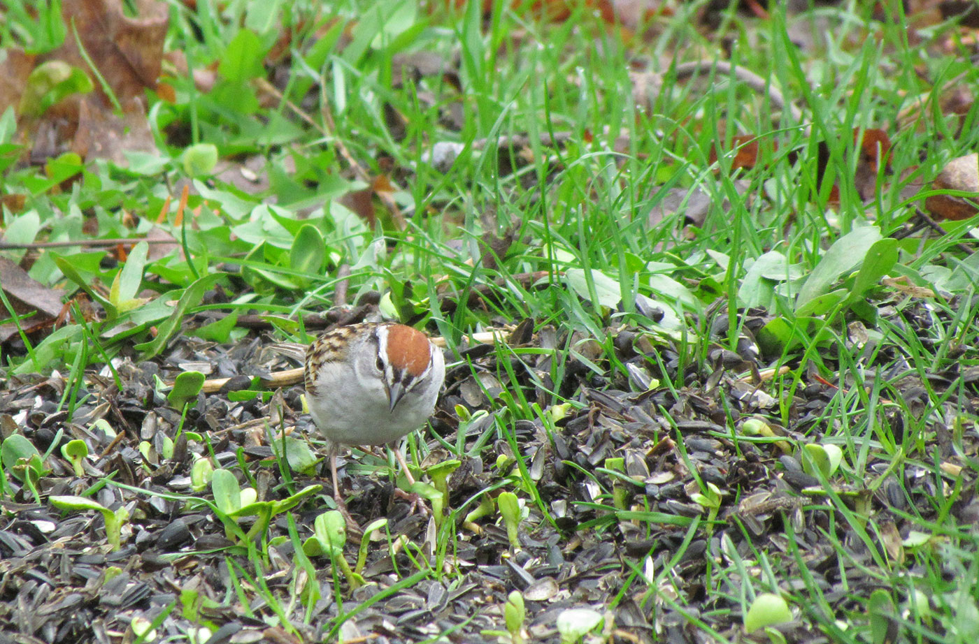 Chipping Sparrow