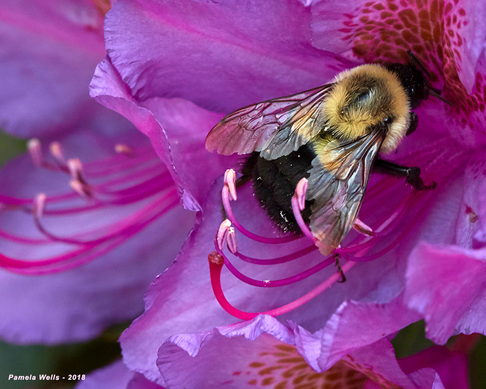 Common bumble bee. Photo by Pam Wells