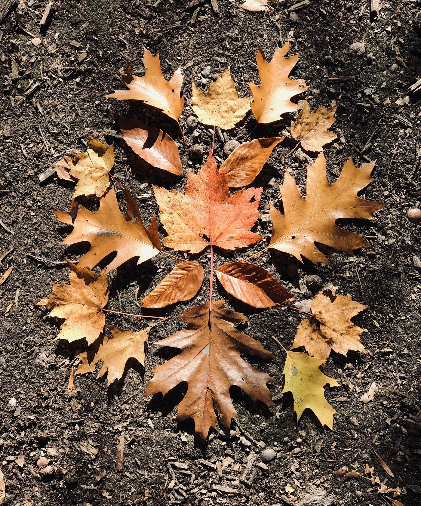 leaves at Messalonskee