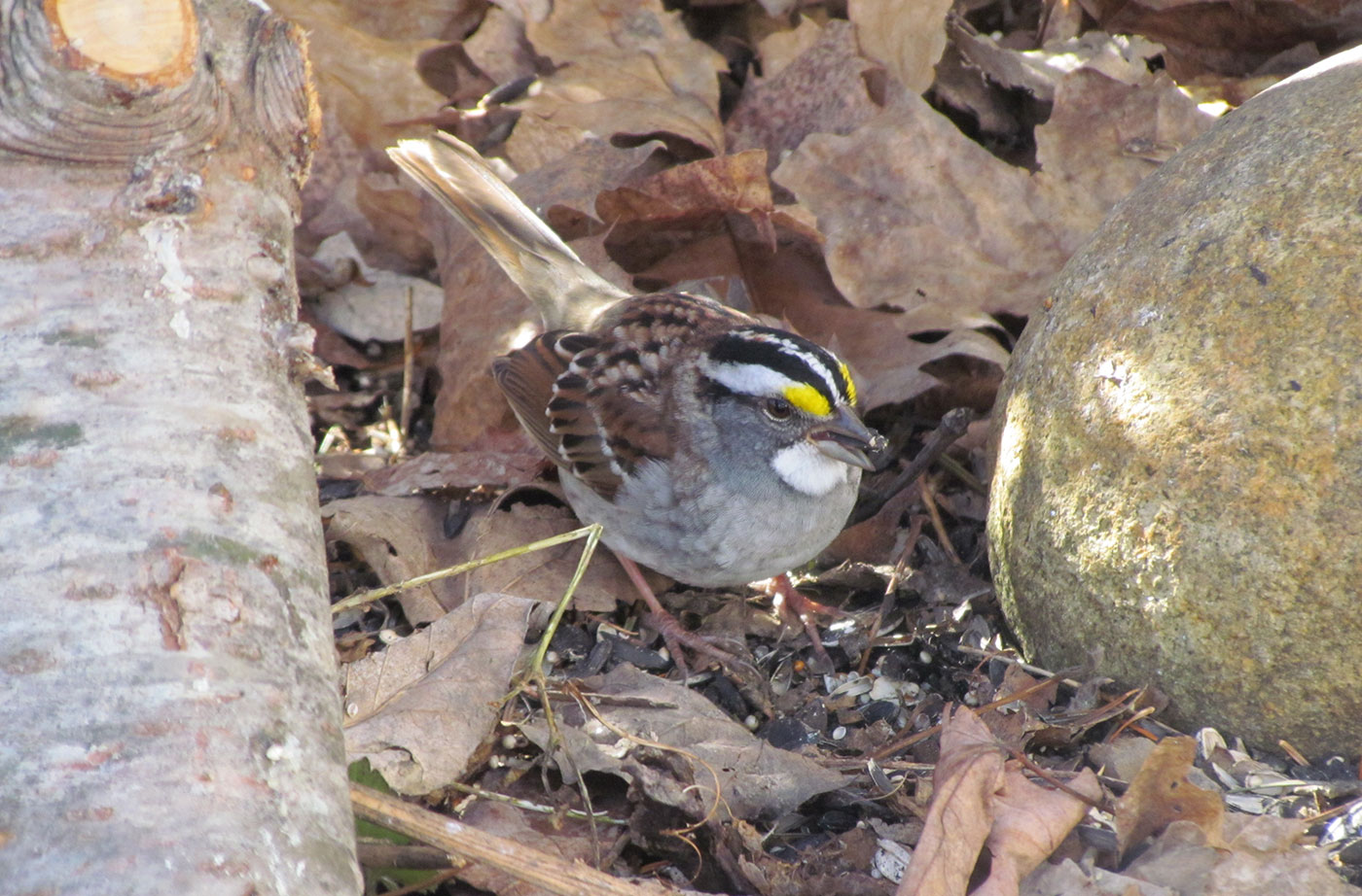 White-throated Sparrow