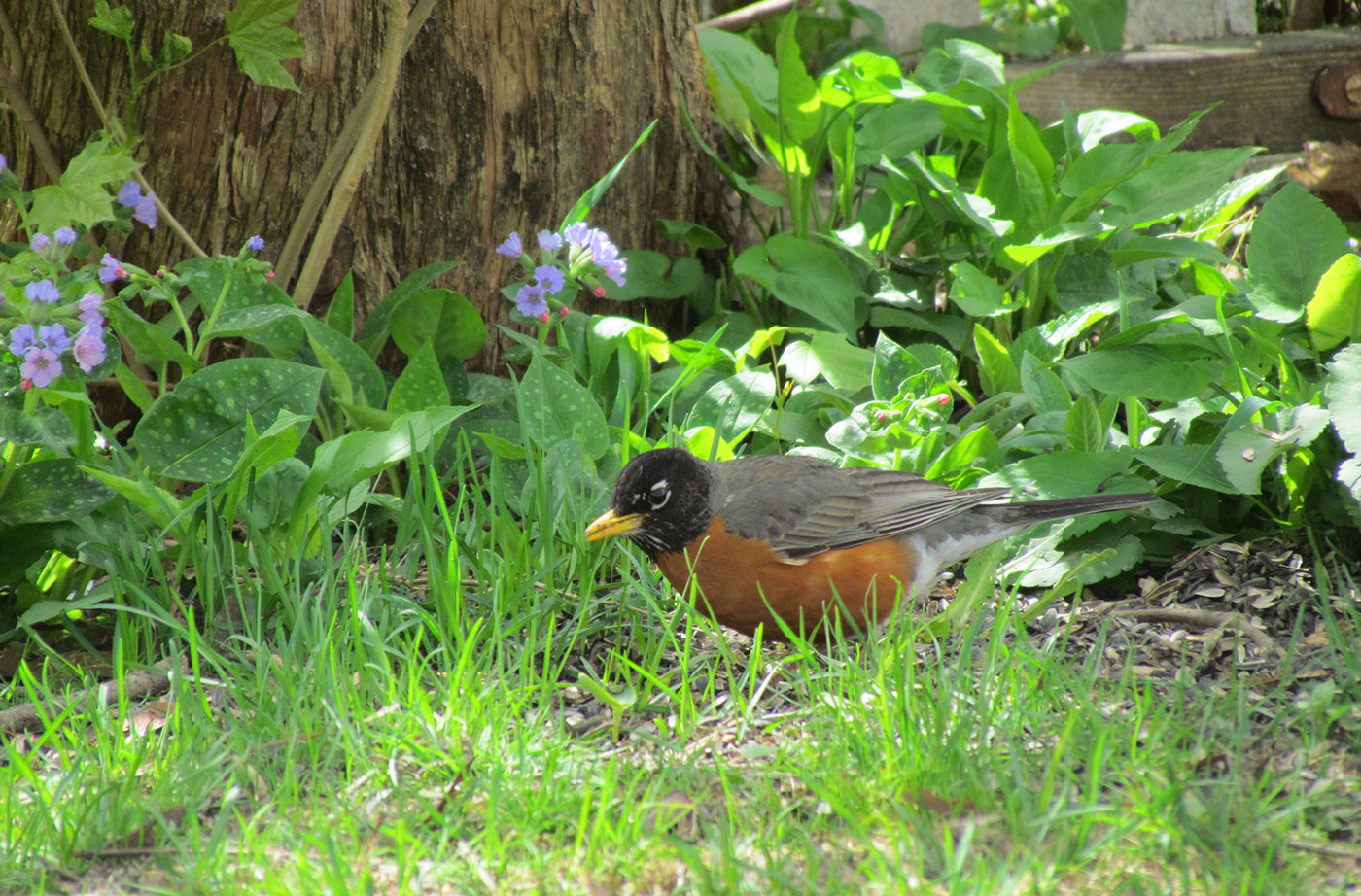 American Robin by Jeff Wells