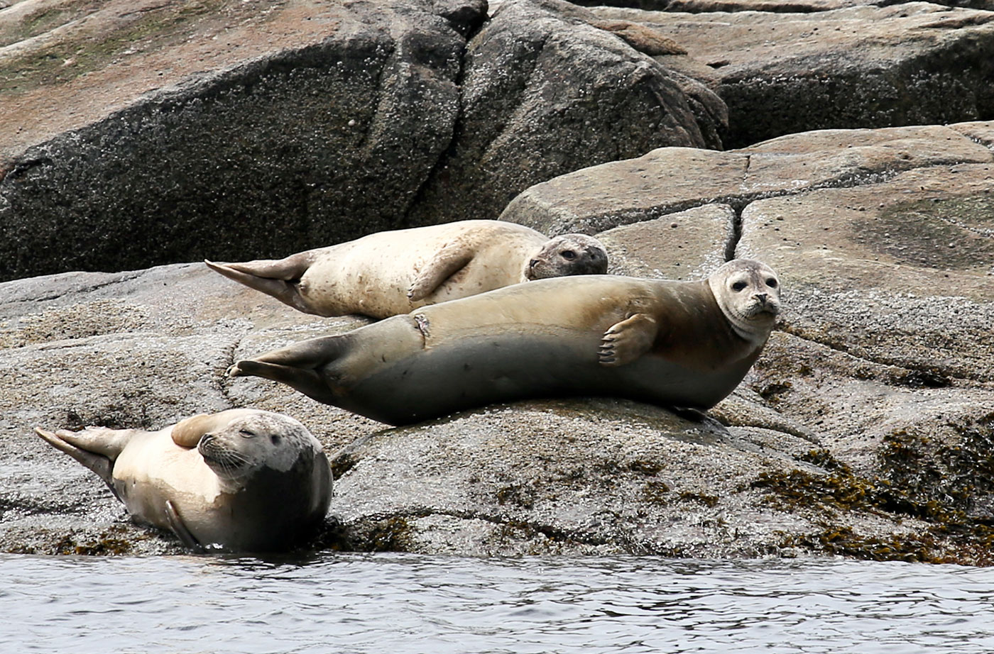 Harbor seals photo by David Small