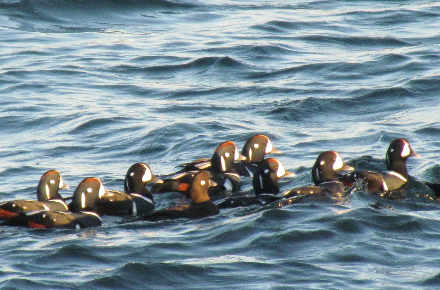 Harlequin Ducks