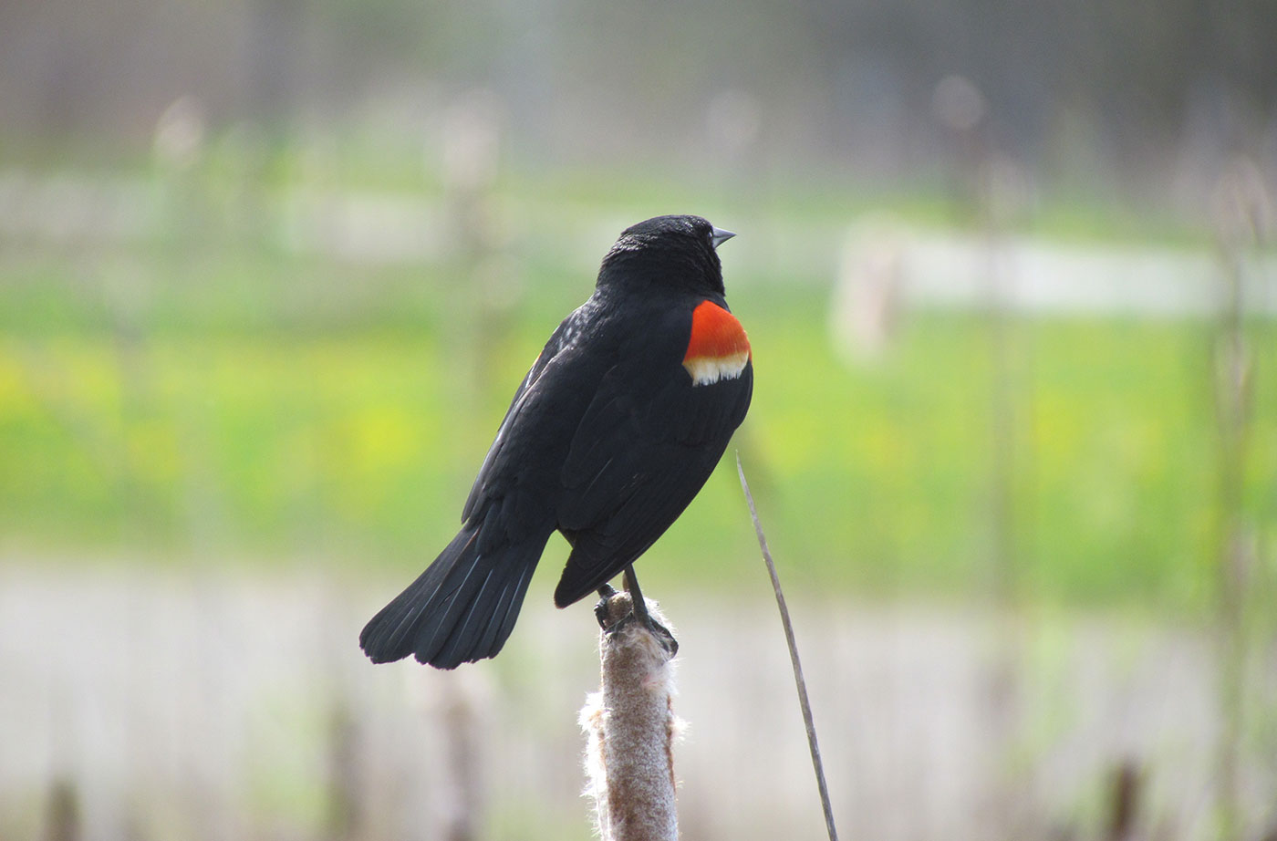 Red-winged Blackbird by Jeff Wells