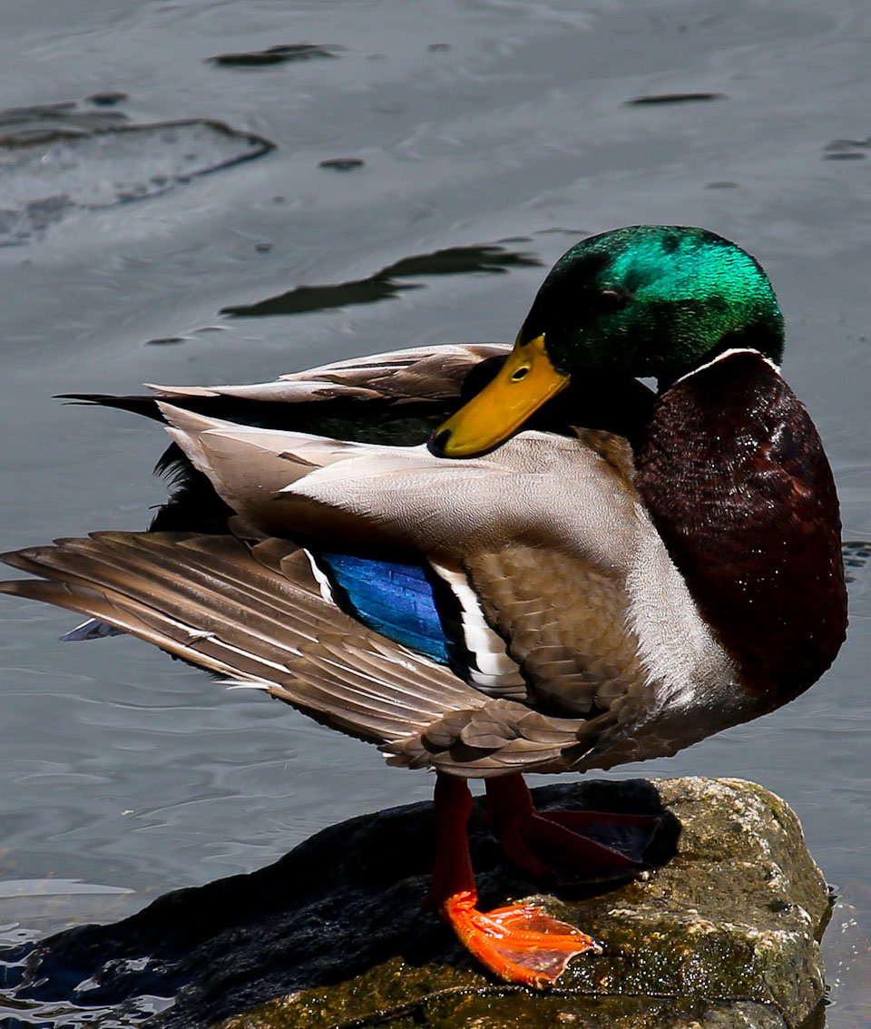 Mallard by Dave Small