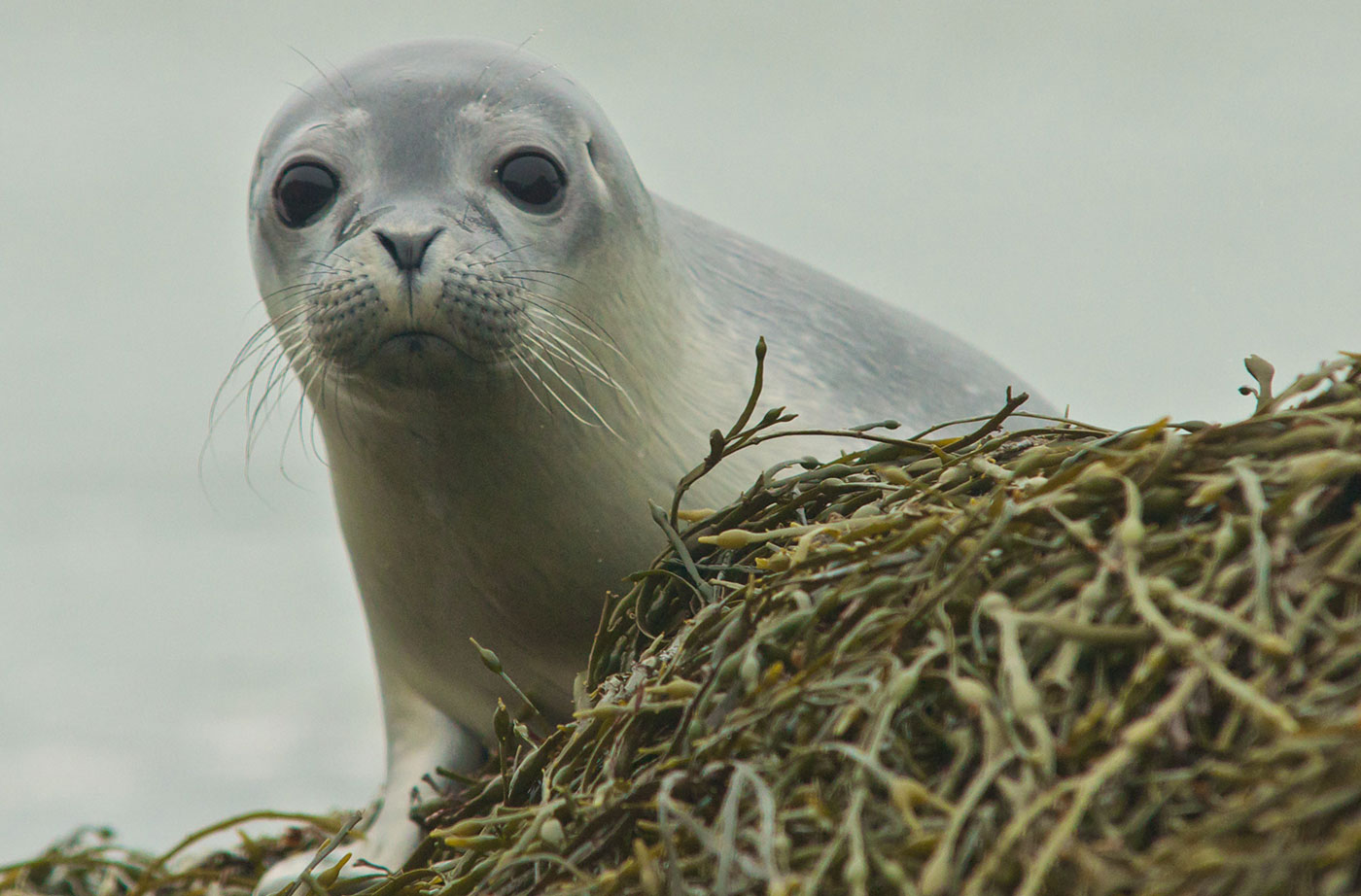 Harbor seal by Gerard Monteux