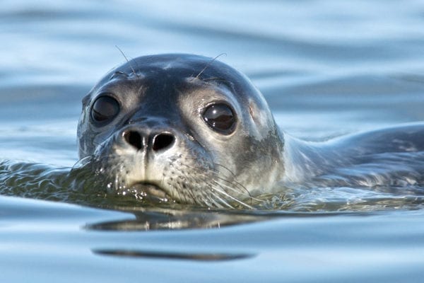 Harbor seal Gerard Monteux