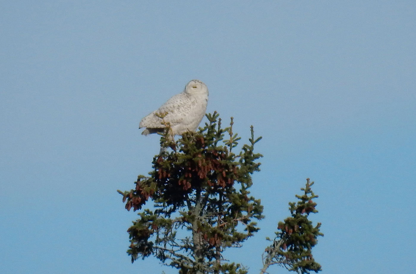 Snowy Owl