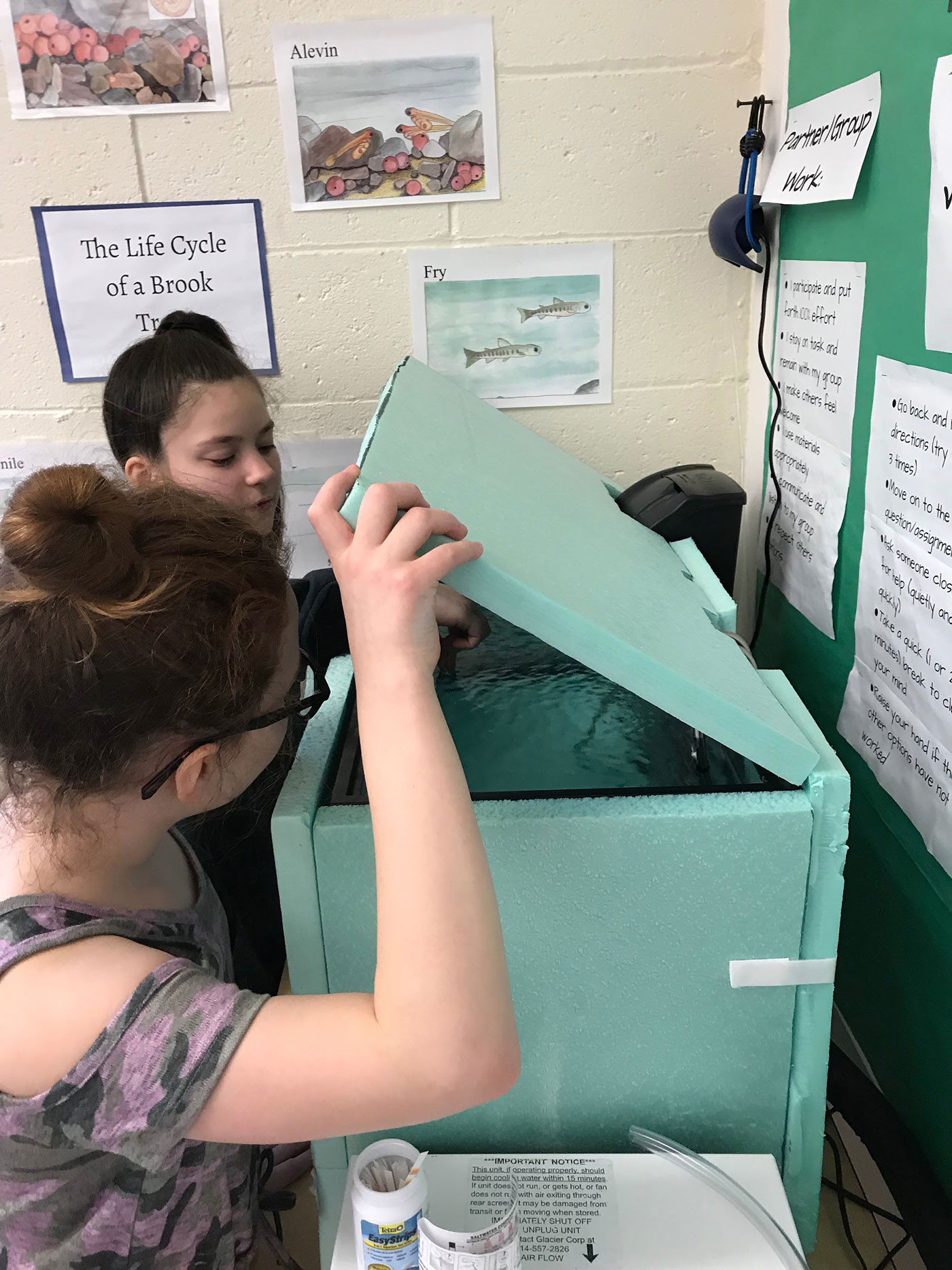 Brook trout at Windham Middle School