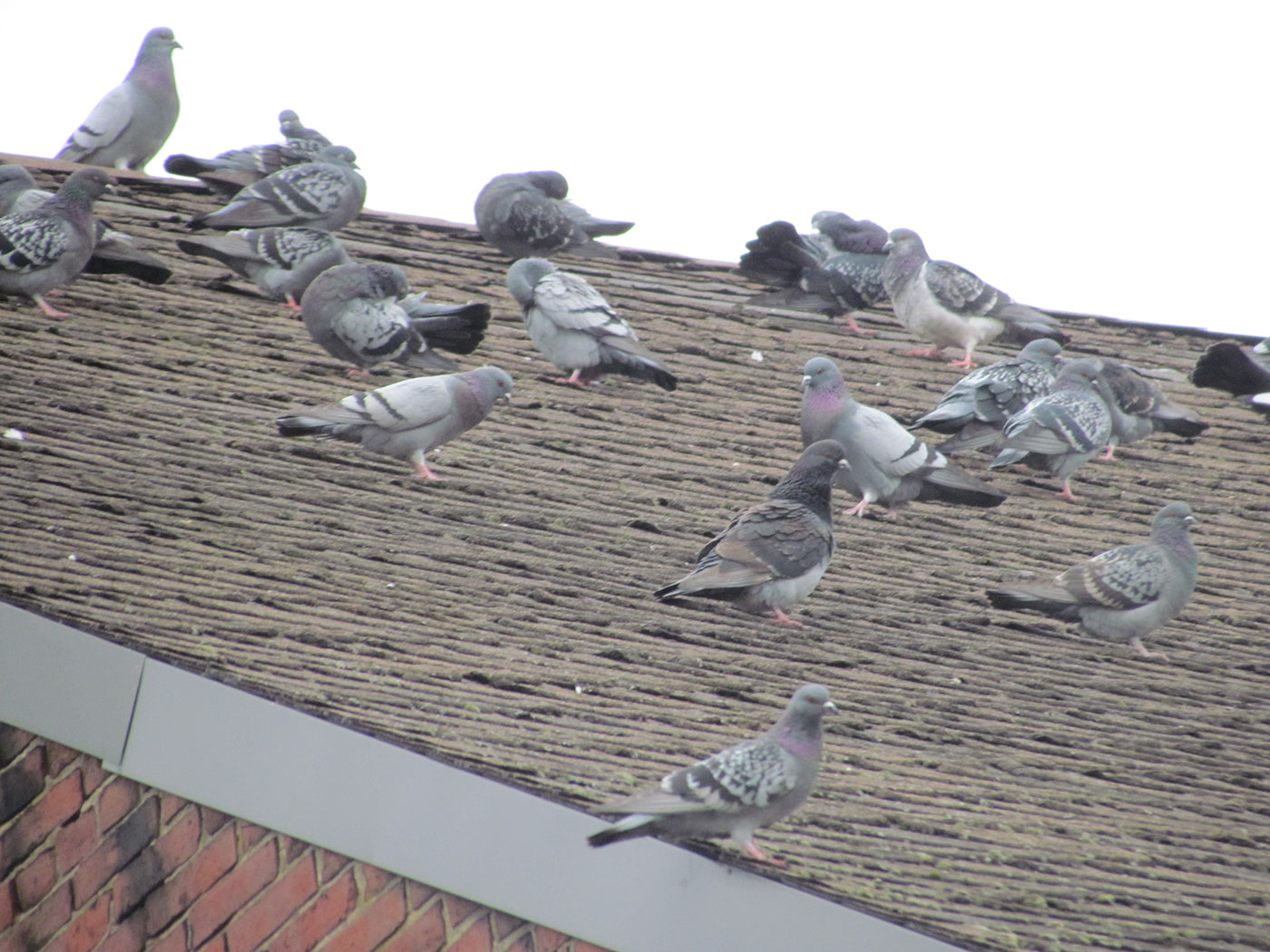 Rock Pigeons by Jeff Wells