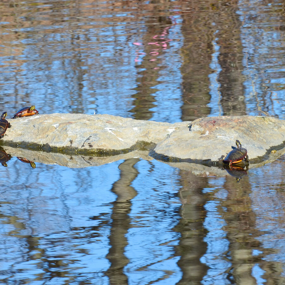 painted turtles in Portland by Callie Wronker