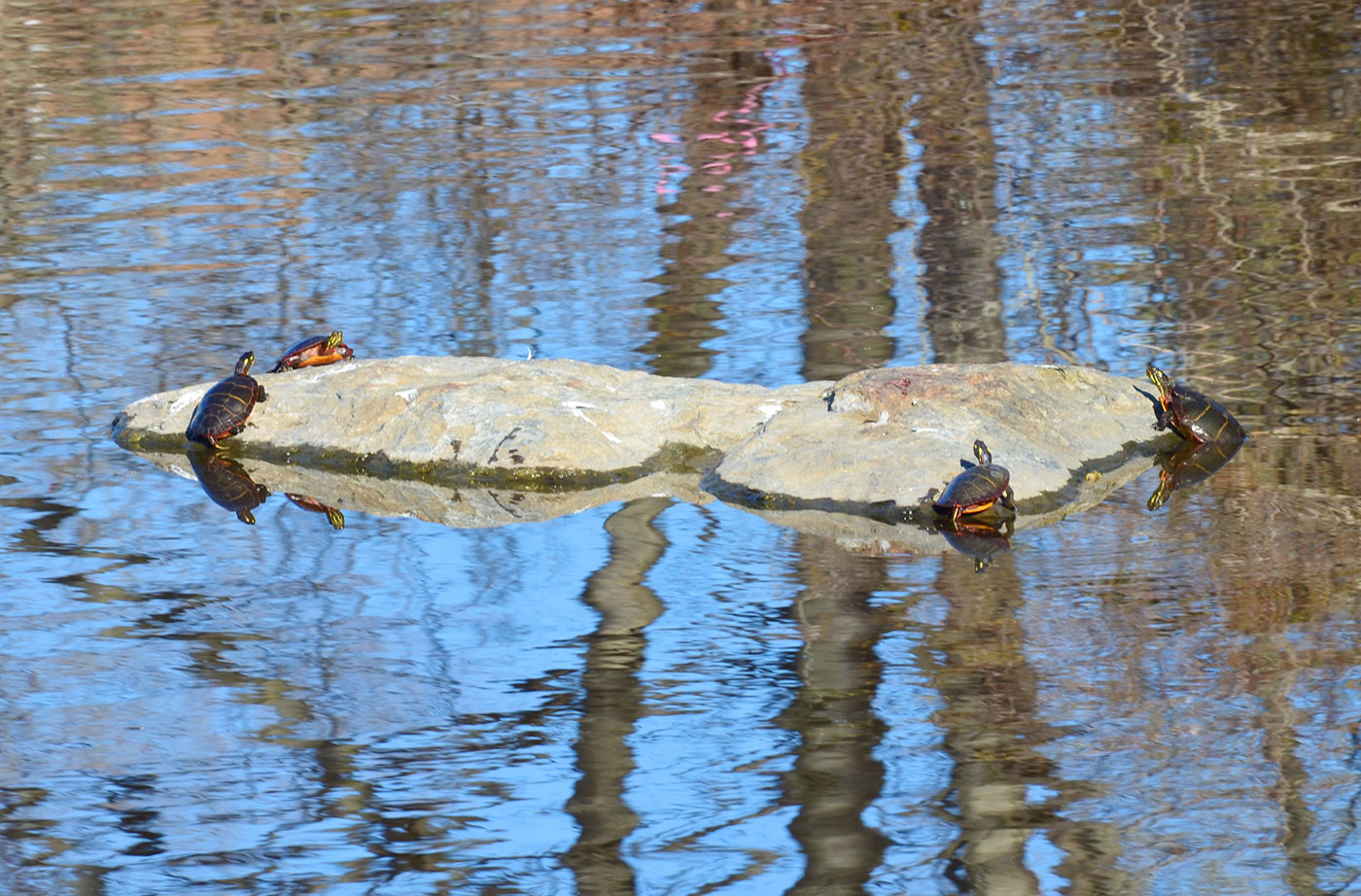 painted turtles in Portland by Callie Wronker