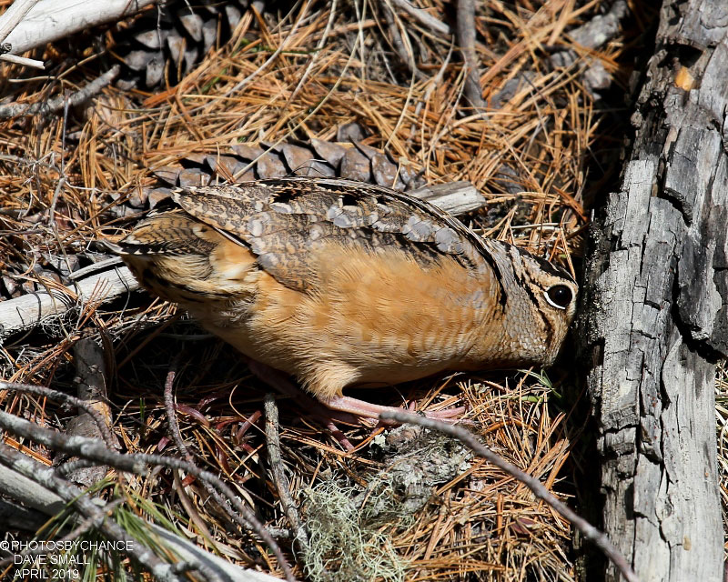 American Woodcock by Dave Small