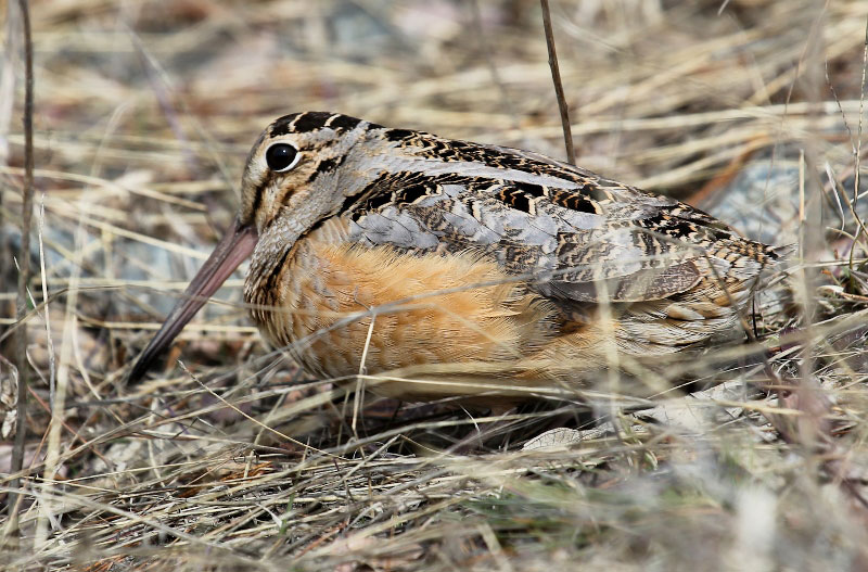 American Woodcock by Dave Small