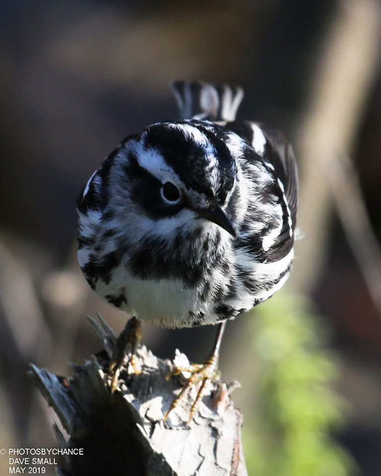 Black-and-white Warbler